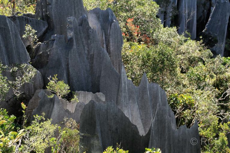 Pinnacles, Mulu Nationalpark