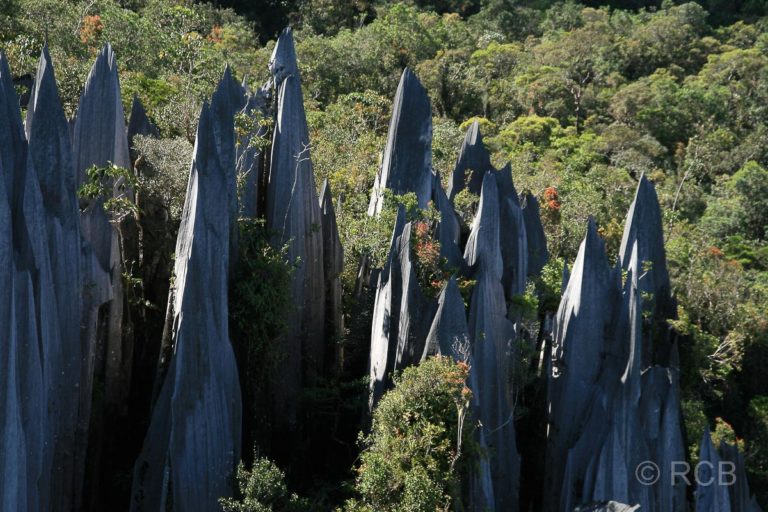 Pinnacles, Mulu Nationalpark