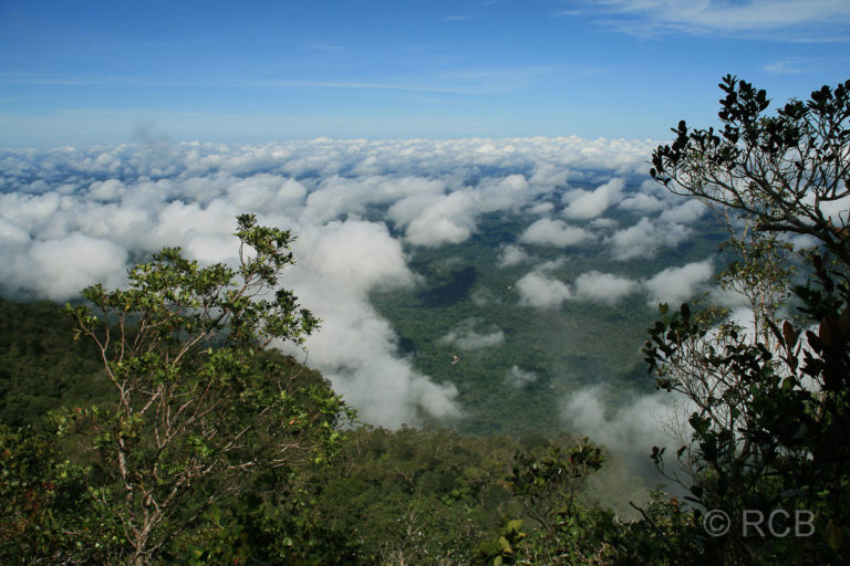 über den Wolken beim Abstieg von den Pinnacles, Mulu Nationalpark