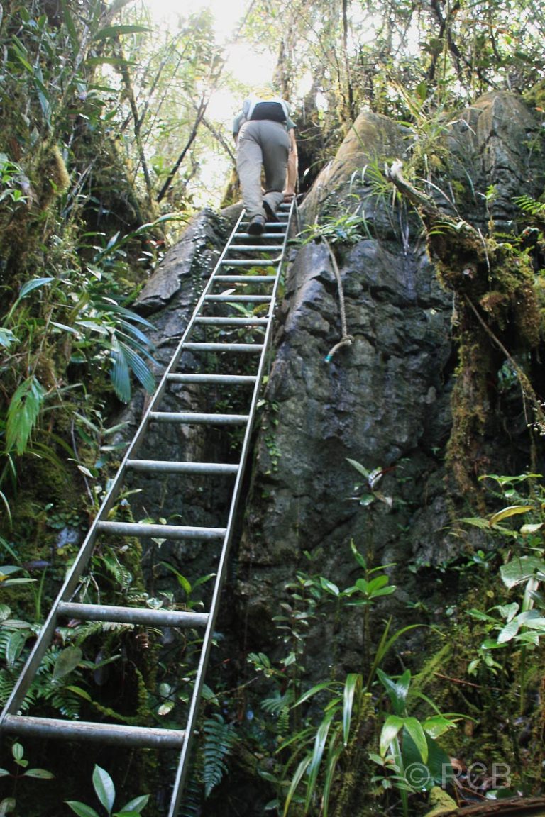Mann beim Abstieg von den Pinnacles auf einer steilen Leiter, Mulu Nationalpark