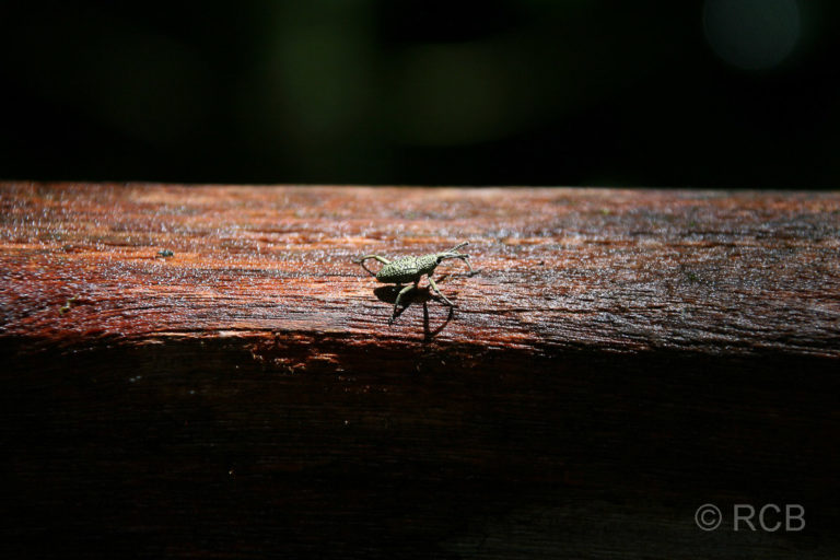 kleiner Käfer mit Rüssel, Mulu Nationalpark