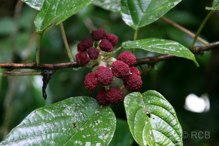 rote Beerenfrüchte an einem Baum, Mulu Nationalpark