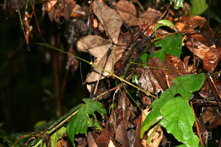 Stabheuschrecke, Mulu Nationalpark
