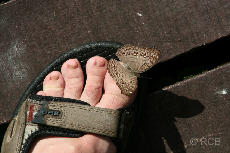 Schmetterling setzt sich kurz nieder auf den blanken Zehen eines Mannes in einer Sandale, Mulu Nationalpark