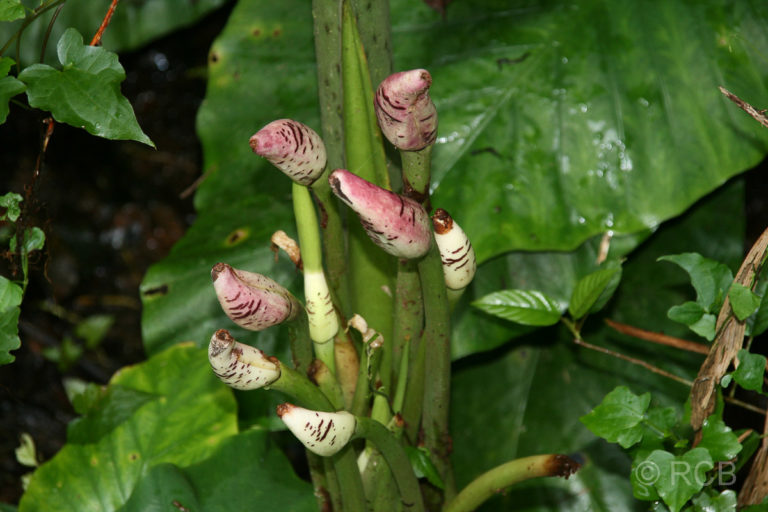 knospende Pflanze im Mulu Nationalpark