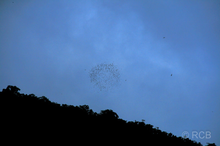 Fledermäuse im Formatiosnflug an der Deer Cave, Mulu Nationalpark