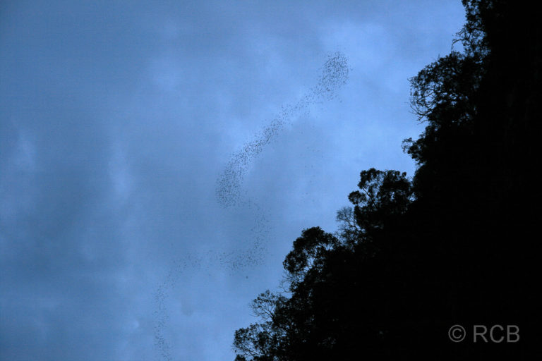 Fledermäuse im Formatiosnflug an der Deer Cave, Mulu Nationalpark