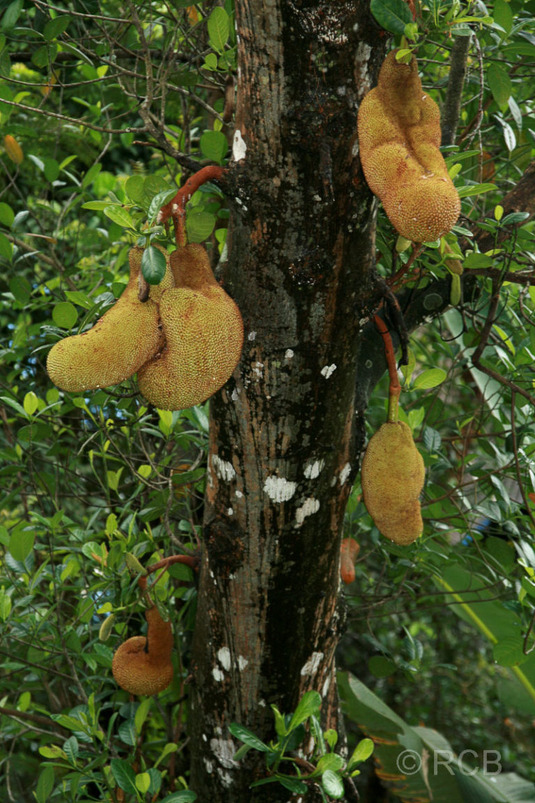 Jackfruit-Baum, Sandakan