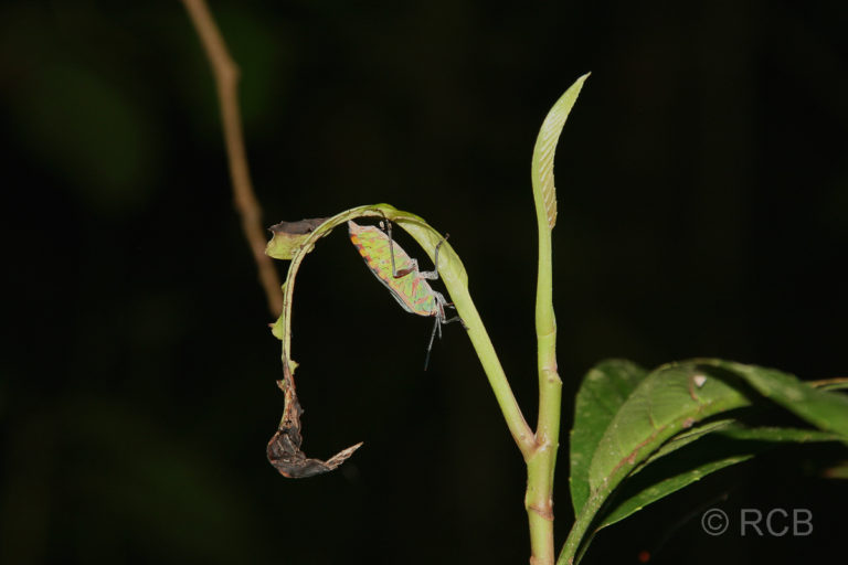 buntes Insekt auf einer Nachtwanderung am Kinabatangan River