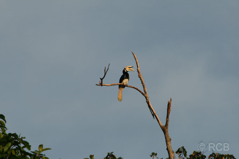 Weißhelm-Hornvogel am Kinabatangan River