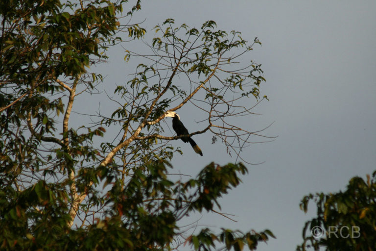 Malaien-Hornvogel am Kinabatangan River