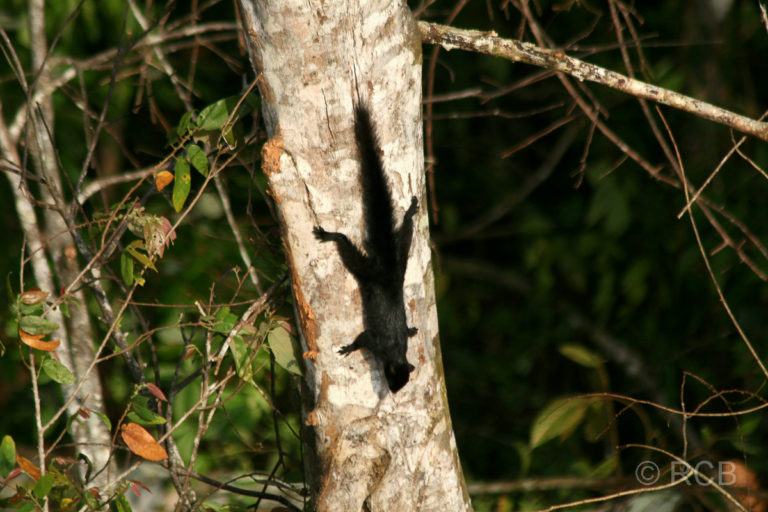 Hörnchen kopfüber an einem Baumstamm am Ufer des Kinabatangan River