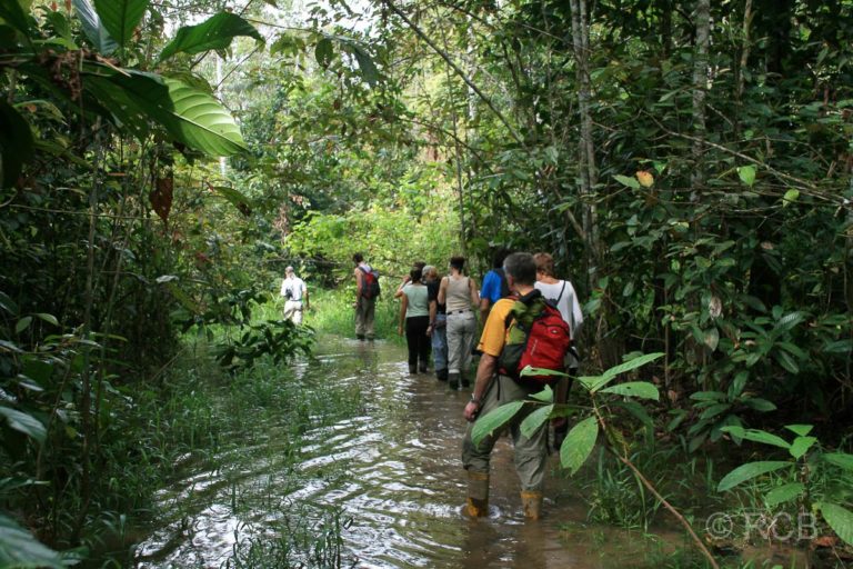 Menschen waten durch knöchelhohes Wasser auf einer Dschungelwanderung am Kinabatangan River