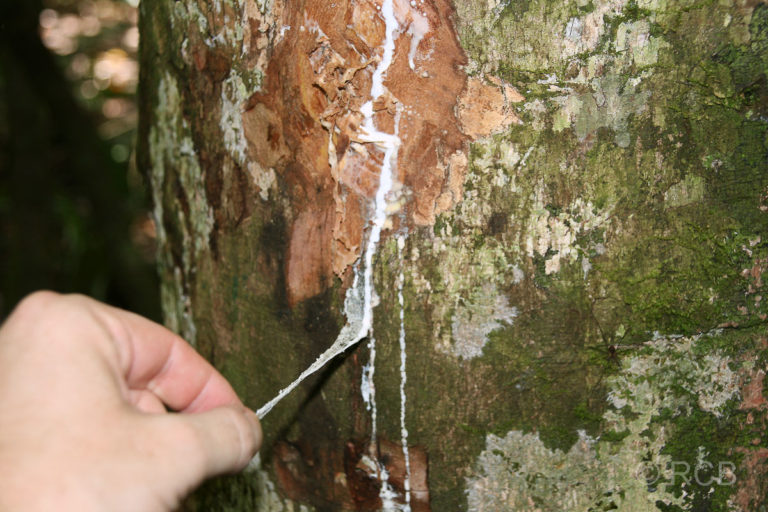 eine Hand zieht Kautschuk von einem Kautschukbaum ab am Kinabatangan River