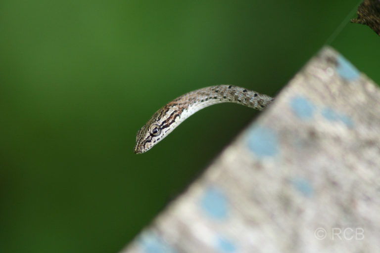 Kopf einer winzigen Schlange am Kinabatangan River