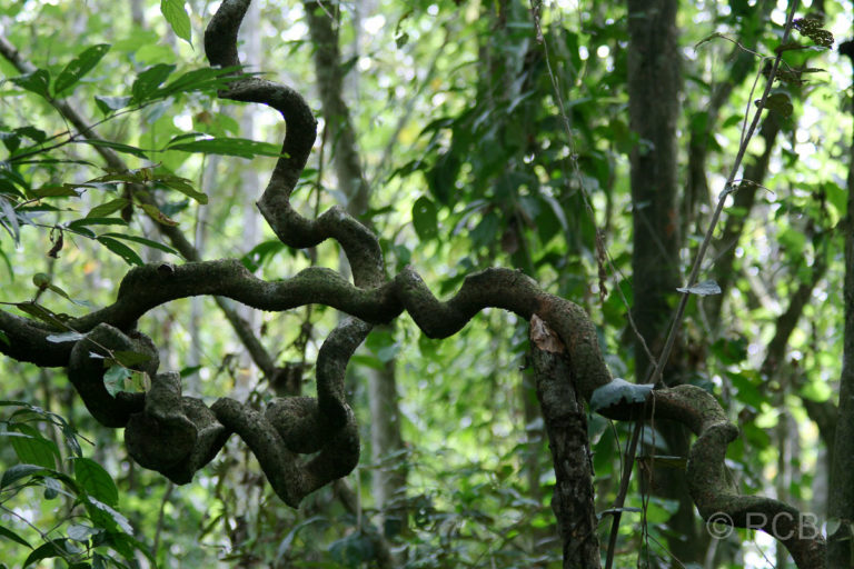 korkenzieherartig gedrehte Äste im Dschungel am Kinabatangan River