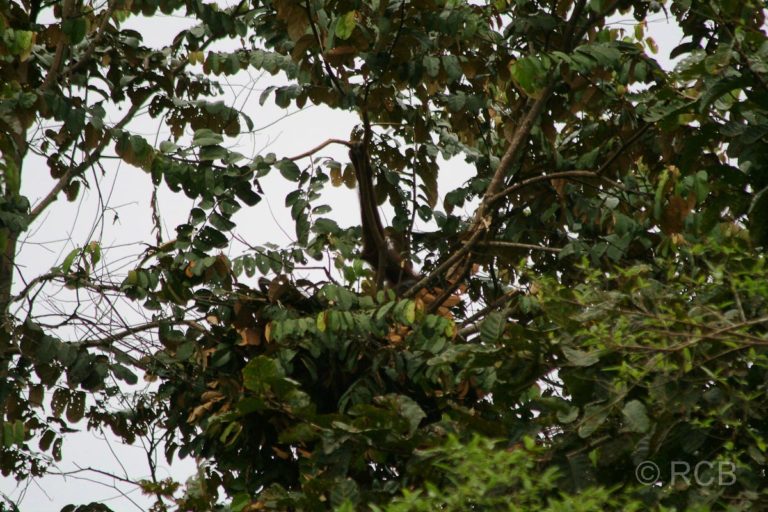 Orang-Utan-Nest mit ausgestrecktem Arm des Affen am Kinabatangan River