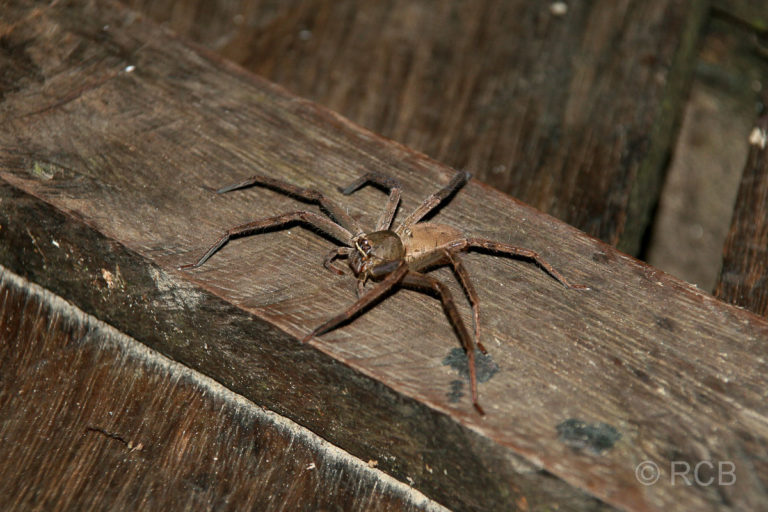 Spinne bei einer Nachtwanderung am Kinabatangan River
