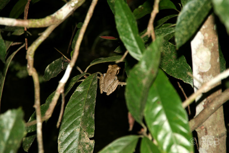 Frosch bei einer Nachtwanderung am Kinabatangan River