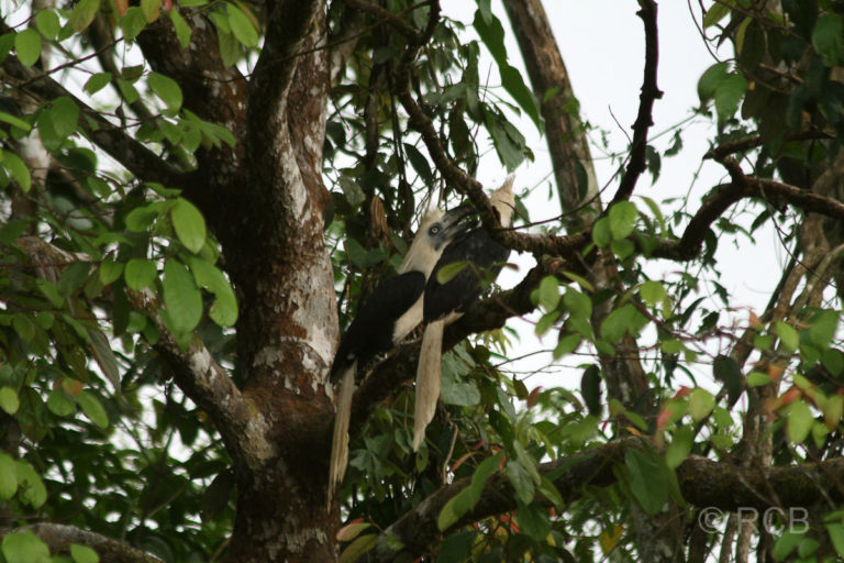 Langschopf-Hornvögel am Kinabatangan River