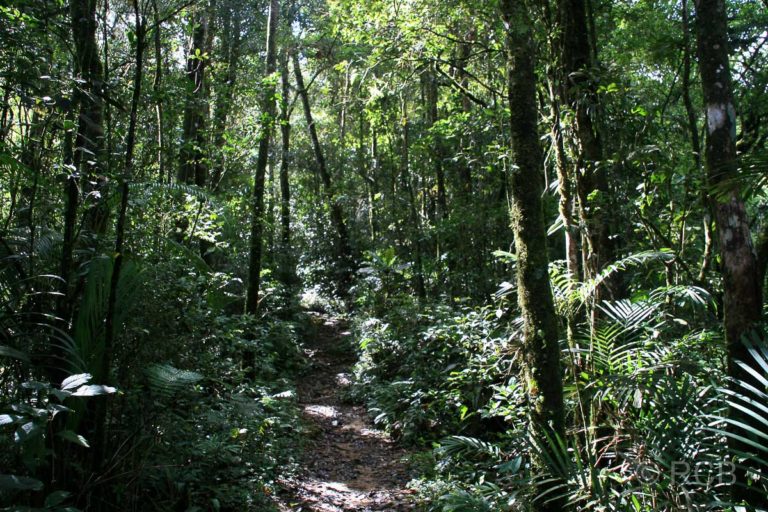 Kiau View Trail, Kinabalu National Park