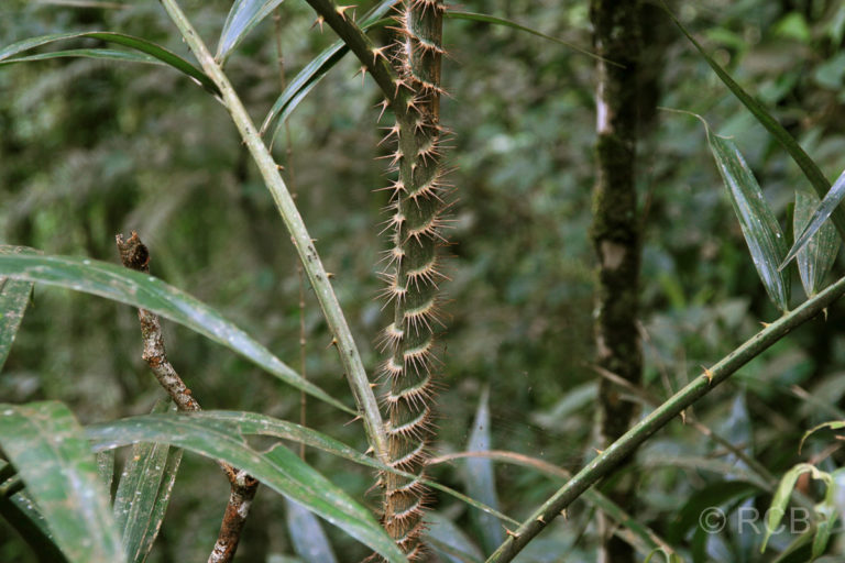 Rattanpflanze, Kinabalu National Park