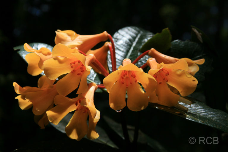 Rhododendron, Kinabalu National Park