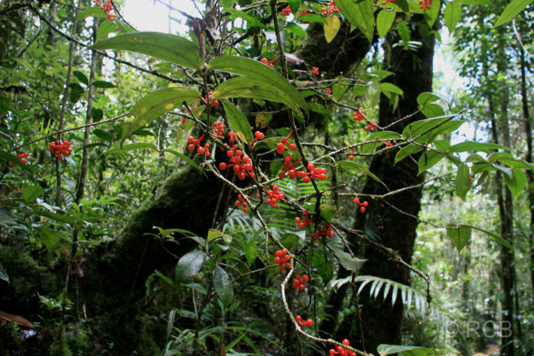 rote Beeren, Kinabalu National Park