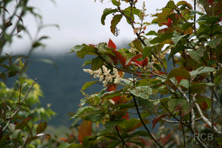 weiße Blüten, Kinabalu National Park