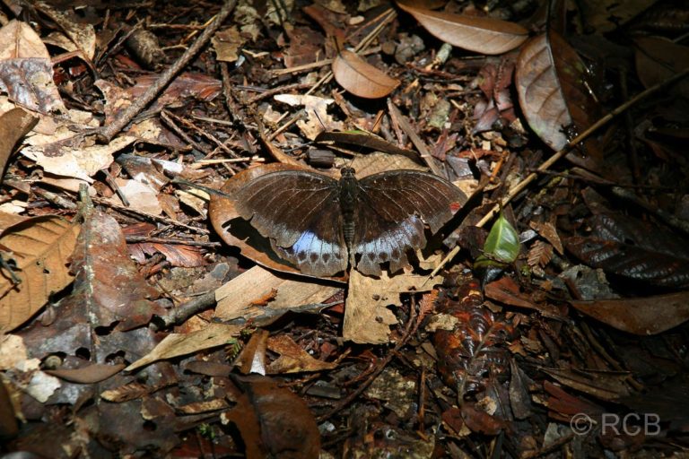 Schmetterling, Kinabalu National Park