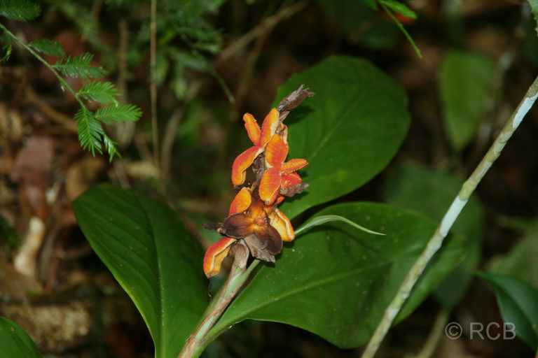 Ingwerpflanze, Kinabalu National Park