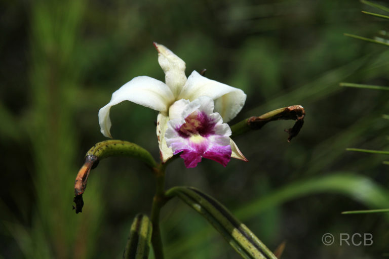 Orchidee, Kinabalu National Park