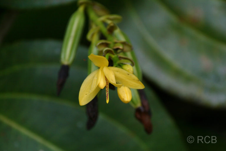 gelbe Blüten, Kinabalu National Park