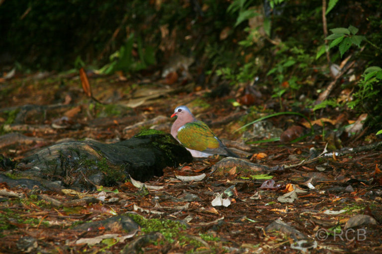 Grünflügeltaube, Kinabalu National Park