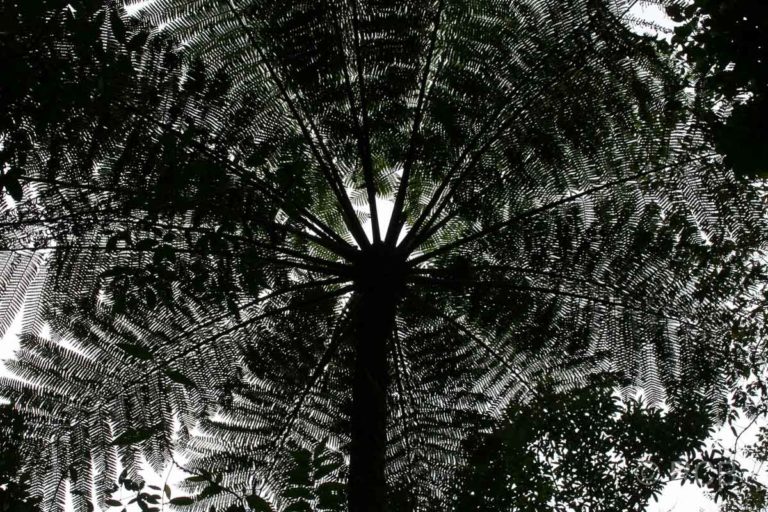 Krone eines Baumfarns, Kinabalu National Park
