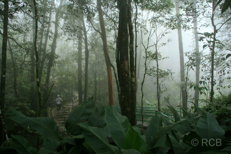 Botanischer Garten, Kinabalu National Park, im Nebel