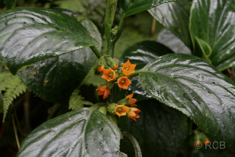 orange Blüten im Kinabalu National Park