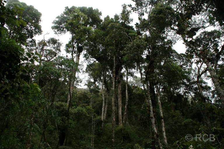 tropischer Bergwald am Mt. Kinabalu