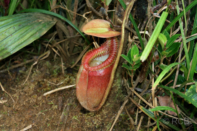 Kannenpflanze, Kinabalu National Park