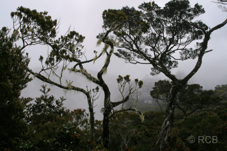 tropischer Nebelwald am Mt. Kinabalu