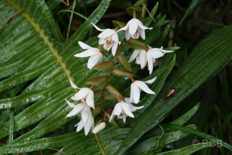 weiße Blüten im Kinabalu National Park