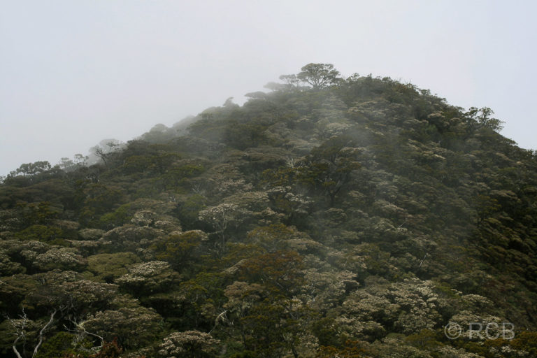 tropischer Nebelwald am Mt. Kinabalu