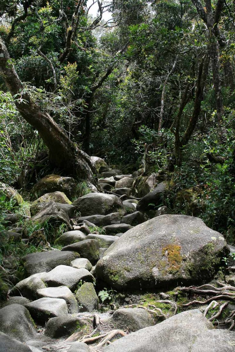 steiniger Weg beim Aufsteig zum Mt. Kinabalu