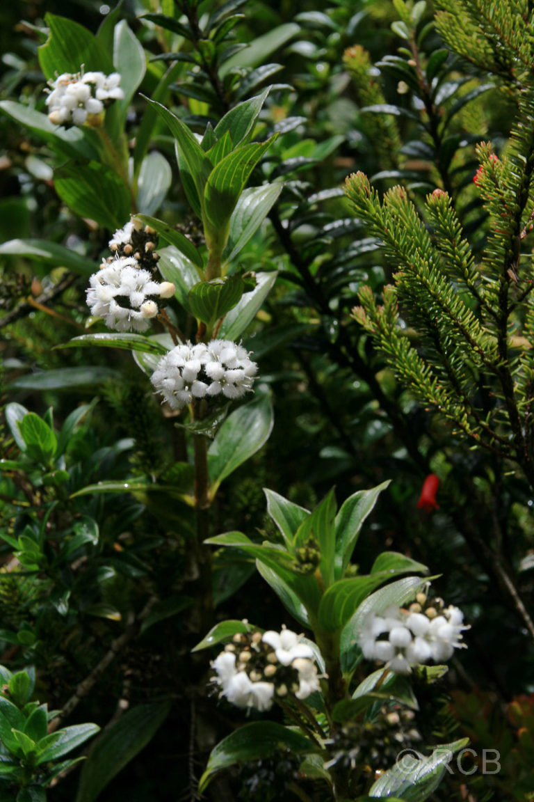 weiße Blüten am Mt. Kinabalu