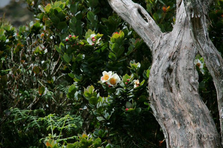 Blüten und Holz am Mt. Kinabalu