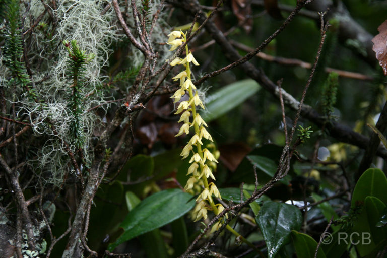 Orchidee, Mt. Kinabalu