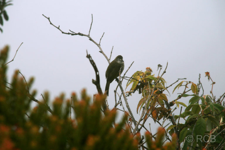 Vogel am Mt. Kinabalu