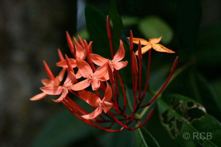 Blüten, Pulau Sapi