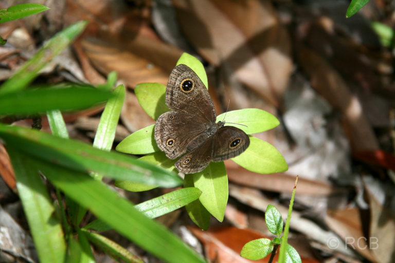 Schmetterling auf Pulau Sapi