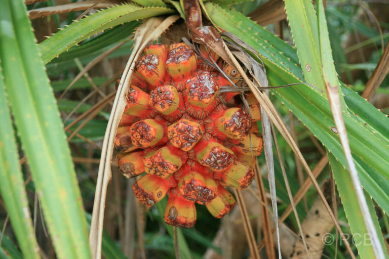 Samenstand einer Pflanze auf Pulau Sapi